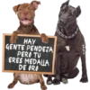 Perros Groseros 1 Para Pelea 8