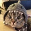 gatos divertidos 12