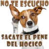 Perros Groseros 1 Para Pelea 11