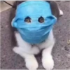 Mask memes (coronavirus) 11