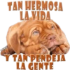 Perros Groseros 1 Para Pelea 23