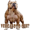 Perros Groseros 1 Para Pelea 28