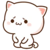 Kitten 5