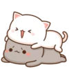Kitten 11