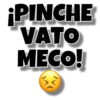 ¡PINCHE
VATO
MECO!