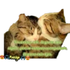 variados 🐕🐈 6