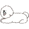 MIKO THE FLUFFY WHITE DOG 5