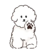 MIKO THE FLUFFY WHITE DOG 6