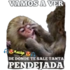 variados 🐕🐈 7