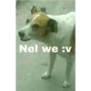 Nel we :v