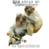 variados 🐕🐈 21