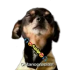 variados 🐕🐈 23