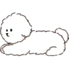 MIKO THE FLUFFY WHITE DOG 10
