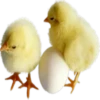 Easter rabbit 3 29