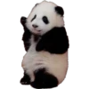 Animales 6
