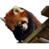 Animales 8