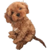 Animales 10