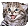 Animales 11