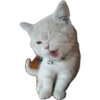 Котята 5