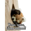 Animales 20