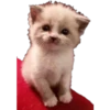 Animales 22