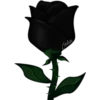 Rosa Negra