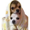 Animales 24