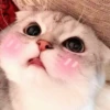 Котята 6