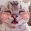 Котята 7