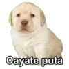 KYC CÑORA 5