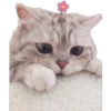 Котята 8
