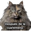Después de la
cuarentena.