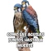 COMO LAS AGUILAS
JUNTOS HASTA LA
MUERTE