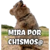 MIRA POR
CHISMOS@