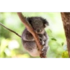 Animales que maravilla #02 5