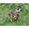Animales que maravilla #02 6