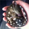 Animales que maravilla #02 7