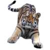 Tigres 5