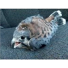 Animales que maravilla #02 8