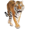 Tigres 6
