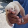 Animales que maravilla #02 10