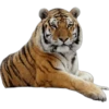 Tigres 7