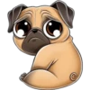 perro pug 5