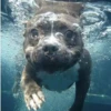 Animales que maravilla #02 11