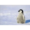 Animales que maravilla #02 12