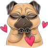 perro pug 6