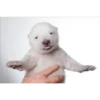 Animales que maravilla #02 13