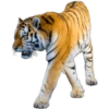 Tigres 9