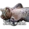 Simón, mañana