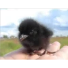 Animales que maravilla #02 14